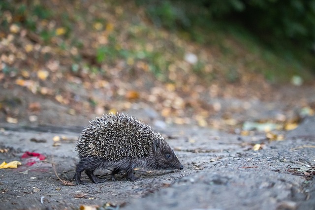 他迅速调整 他迅速调整