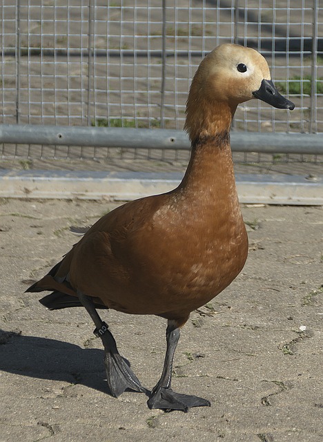 期效果