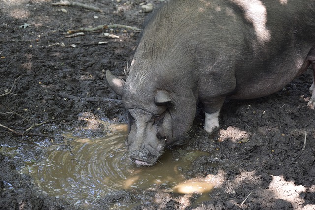 蒙紮足球俱樂部介紹.